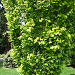 Fagus sylvatica - Dawyck Gold - Dawyck Gold, Fagus