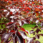 Fagus sylvatica - Purpurea - Fagus, Copper Beech