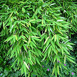 Fargesia murielae - Umbrella Bamboo