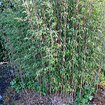 Fargesia nitida - Bamboo, Fargesia