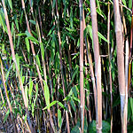 Fargesia nitida - Bamboo, Fargesia - 2nd Image