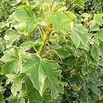 Fatshedera lizei - Variegata - Variegated Tree Ivy