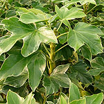 Fatshedera lizei - Variegata - Variegated Tree Ivy - 2nd Image