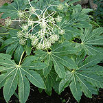 Fatsia japonica - Fig leafed palm