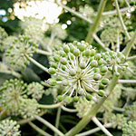 Fatsia japonica - Fig leafed palm - 3rd Image