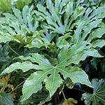 Fatsia japonica - Fig leafed palm - 2nd Image