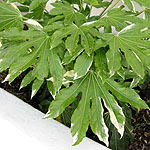 Fatsia japonica - Variegata - Fatsia Palm