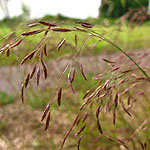 Festuca amethystina - 2nd Image