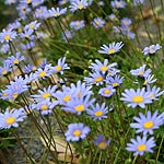 Felicia amelloides - Blue Daisy, Blue Felicia