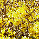 Forsythia X intermedia - Golden Bell