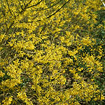 Forsythia - Maree De Or