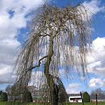 Fraxinus excelsior - Pendula - Weeping Ash