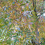 Fraxinus angustifolia - Raywood - Ash