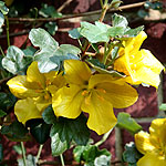 Fremontodendron California Glory - Flannel Bush