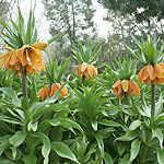 Fritillaria imperialis - Crown Imperial