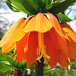 Fritillaria imperialis - Crown Imperial - 2nd Image