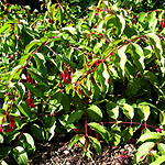 Fuchsia - Abundance - Fuchsia - 2nd Image