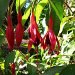 Fuchsia - Abundance - Fuchsia