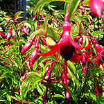 Fuchsia - Dying Embers