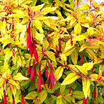 Fuchsia magellanica - Aurea - Ladys Eardrops, Golden Fuchsia - 2nd Image