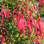 Fuchsia megellanica - Mrs popple - Ladies Eardrops, Fuchsia