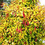 Fuchsia magellanica - Aurea - Ladys Eardrops, Golden Fuchsia