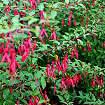 Fuchsia magellanica - Thompsonii