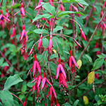 Fuchsia magellanica - Thompsonii - 2nd Image