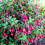 Fuchsia - Tom Thumb - Fuchsia