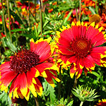 Gaillardia - Solar Flare - Blanket Flower