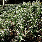 Galanthus nivalis - Snow Drop, Galianthus - 2nd Image