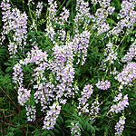 Galega officinalis - Goats Rue