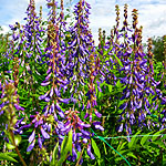 Galega orientalis - Goats Rue, Galega