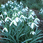 Galanthus nivalis - Snow Drop, Galianthus