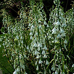 Galtonia candicans - summer Hyacinth, Spire Lily