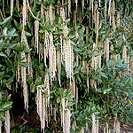 Garrya elliptica - James Roof - Silk Tassle Bush