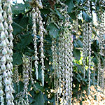 Garrya elliptica - James Roof - Silk Tassle Bush - 2nd Image