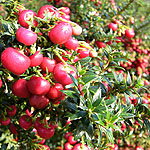 Gaultheria micronata - Crimsonia