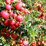 Gaultheria micronata - Crimsonia - 2nd Image