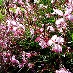 Gaura lindheimeri - Rosy Jane - Gaura, Wandflower - 2nd Image