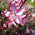 Gaura lindheimeri - Rosy Jane - Gaura, Wandflower