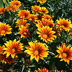 Gazania - Tiger Stripes - Gazania