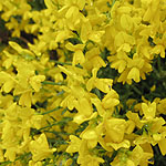 Genista lydia - Broom