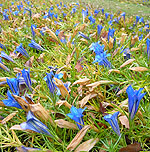 Gentiana X stevenagensis - Strathmore - Gentian