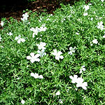 Geranium sylvaticum - Album - Cranesbill - 2nd Image