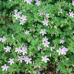 Geranium asphodeloides - Cranesbill