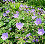 Geranium himalayense - Cranesbill