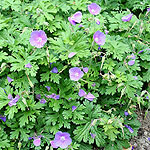 Geranium - Johnsons Blue