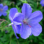 Geranium - Johnsons Blue - 2nd Image