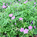 Geranium clarkei - Kashmir Blue - Cranesbill